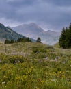 Colorado wildflower meadows near Crested butte Royalty Free Stock Photo