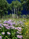 Colorado Wildflowers with Aspen Royalty Free Stock Photo