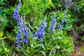 Colorado Wildflowers in Bloom in Routt County Royalty Free Stock Photo