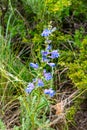 Colorado Wildflowers in Bloom in Routt County Royalty Free Stock Photo