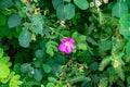 Colorado Wildflowers in Bloom in Routt County Royalty Free Stock Photo