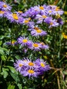 Colorado Wildflowers Royalty Free Stock Photo