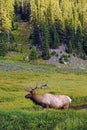 Colorado Wildlife - Elk