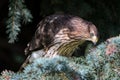 Coopers Hawk Sitting on a Tree Branch