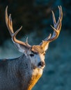 Colorado Wildlife. Mule Deer Buck. Wild Deer on the High Plains of Colorado