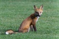 Colorado Wildlife - Red Fox Sitting on a field of green grass