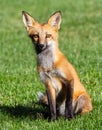 Colorado Wildlife - Red Fox Sitting in a Green Field of Grass