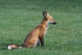 Colorado Wildlife - Red Fox Taking a Nap