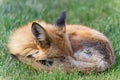 Colorado Wildlife - Red Fox Taking a Nap on a Suburban Lawn