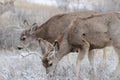 Colorado Wildlife. Wild Deer on the High Plains of Colorado. Mule deer bucks Royalty Free Stock Photo