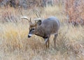 Colorado Wildlife. Wild Deer on the High Plains of Colorado. White-tailed buck in tall prairie grass Royalty Free Stock Photo