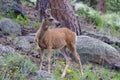 Colorado Wildlife. Wild Deer on the High Plains of Colorado Royalty Free Stock Photo