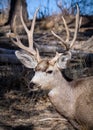 Colorado Wildlife. Wild Deer on the High Plains of Colorado. Mule Deer Buck Portrait Royalty Free Stock Photo