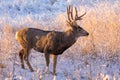 Colorado Wildlife. Wild Deer on the High Plains of Colorado. Mule Deer buck at sunrise Royalty Free Stock Photo