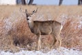 Colorado Wildlife. Wild Deer on the High Plains of Colorado. Mule Deer Buck Royalty Free Stock Photo