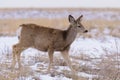 Colorado Wildlife. Wild Deer on the High Plains of Colorado Royalty Free Stock Photo