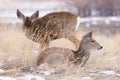 Colorado Wildlife. Wild Deer on the High Plains of Colorado. Two mule deer doe resting in the grass and snow Royalty Free Stock Photo