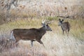 Colorado Wildlife. Wild Deer on the High Plains of Colorado. White-tailed buck and doe in tall prairie grass Royalty Free Stock Photo