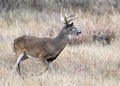 Colorado Wildlife. Wild Deer on the High Plains of Colorado. White-tailed buck in tall prairie grass Royalty Free Stock Photo