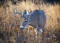 Colorado Wildlife. Wild Deer on the High Plains of Colorado. White-tailed buck in tall prairie grass Royalty Free Stock Photo