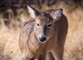 Colorado Wildlife. Wild Deer on the High Plains of Colorado. White-tailed doe in winter grass Royalty Free Stock Photo