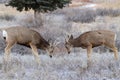 Colorado Wildlife. Wild Deer on the High Plains of Colorado. Young mule deer bucks locking antlers Royalty Free Stock Photo