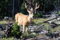 Colorado Wildlife. Wild Mule Deer Buck in the Colorado Rocky Mountains Royalty Free Stock Photo