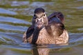 Colorado Wildlife - Wood Duck Hen in a Shallow Lake Royalty Free Stock Photo