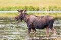 Colorado Wildlife. Young Bull Moose in a Lake. Royalty Free Stock Photo