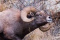 Colorado Wildlife. Young Bull Moose in a Lake. Royalty Free Stock Photo