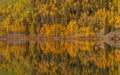 Colorado Yellow Aspen Trees Reflected Royalty Free Stock Photo