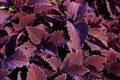 Colorblaze Marooned Coleus 820381