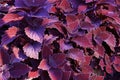 Colorblaze Marooned Coleus 820487