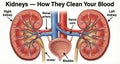 Colorcoded Kidney Structure Illustration, Detailed Diagram Of Renal Blood Flow And Structures Royalty Free Stock Photo