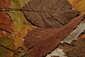 Colored Abstract Dried Leaves Textures closeup