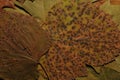 Colored Abstract Dried Leaves Textures closeup