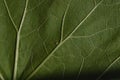 Colored Abstract Green Leaves Textures closeup