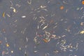 Autumn abstract pattern on the pond, fallen leaves on water surface Royalty Free Stock Photo