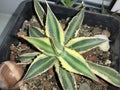 Colored agave,thorns,succulent,cactus