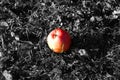 Colored apple on grey grass