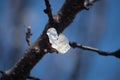 Colored apple tree on a branch blooms in spring