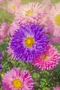 Colored aster flowers. Brightly colored asters Royalty Free Stock Photo