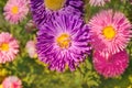 Colored aster flowers. Brightly colored asters Royalty Free Stock Photo