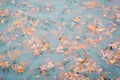 Colored autumn fallen leaves float in the muddy water of the lake in the park Royalty Free Stock Photo