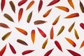 Colored autumn fallen willow leaves background on white