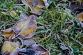 Colored autumn leaves and green grass with dusting of frost