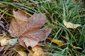 Colored autumn leaves and green grass with dusting of frost