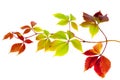 Colored autumn leaves isolated on a white background