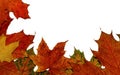Colored autumn leaves located on one side on a white background