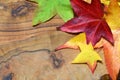 Colored autumn leaves of maple tree on olive wood background Royalty Free Stock Photo